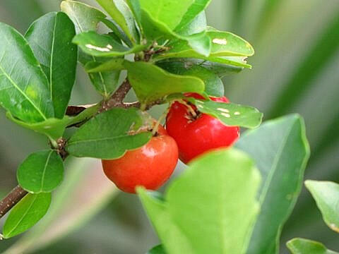 Food Photography Basics - Aperture, F-Stops & DOF - Edible Garden