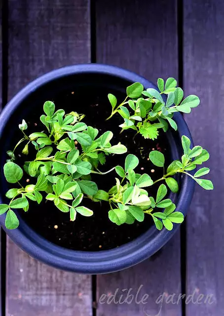 Methi paneer recipe how to make dry methi paneer Edible Garden